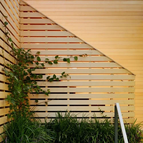 yellow-cedar-12-min